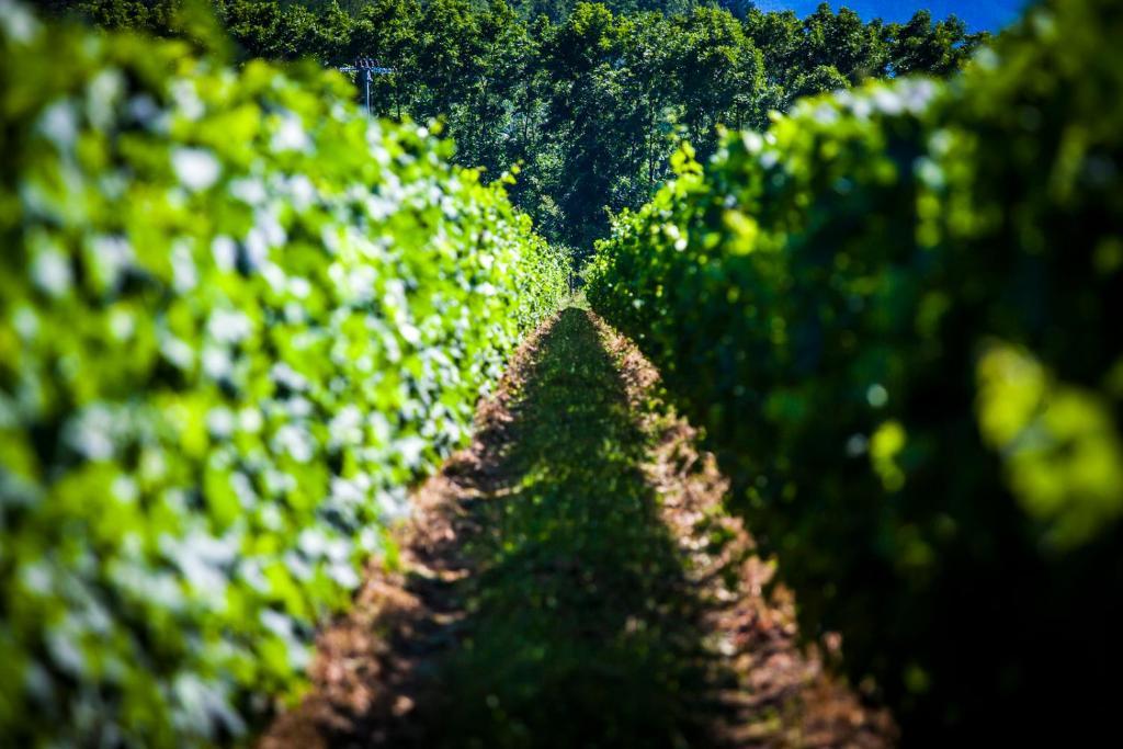 Agriturismo Casteldelpiano Licciana Nardi Exteriör bild
